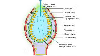 Canal System in Sponges Ascon Type and Sycon Type [upl. by Norved949]