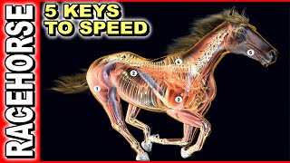 5 Keys To Race Horse Speed [upl. by Chadabe245]