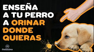 EVITA QUE TU PERRO ORINE EN LAS PUERTAS Y ESQUINAS DE TU CASA [upl. by Barbuto604]