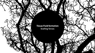 Tissue Fluid 1 Starling forces [upl. by Nuahsel]