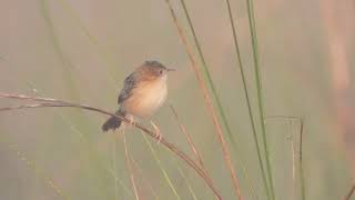 Golden headed Cisticola [upl. by Atterol117]