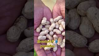 Home made groundnut oil preparation music song tamil malayalam food organic method [upl. by Neliak533]