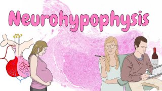 Neurohypophysis  endocrine system histology [upl. by Annazor]