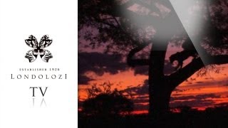 The Londolozi Winter Calendar [upl. by Holton]