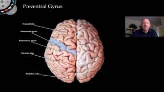 The Cerebrum [upl. by Ciryl]