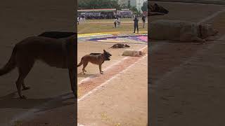 well trained dogs nellore parade dog dogs dogshorts doglover dogsofinstagram instagram [upl. by Ayimat]