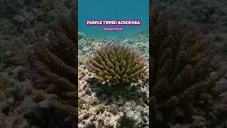 Wild tricolourbonsai purple tipped Acropora coral shorts ocean nature coral aquarium acro [upl. by Arhaz456]