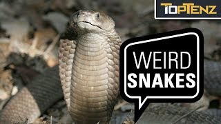 Top 10 Most Interesting SNAKES [upl. by Tertias499]