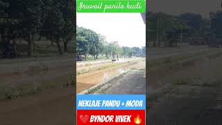 Iruvail panila kudi kambala neklaje pandu  moda shortvideo kambala kambula viralvideo pushpa [upl. by Mireille]