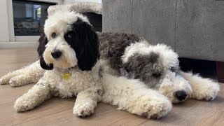 Bernedoodle Sheepadoodle Sisters  A Day in the Life [upl. by Kidd741]