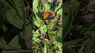 Дукачик грянець Lycaena phlaeas біля Одри nature insects [upl. by Atnoved]