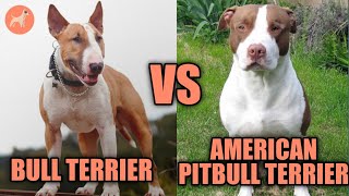 Bull Terrier vs American Pitbull Terrier Whats the Difference [upl. by Wende941]