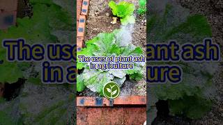 The uses of plants ask in agriculture shortvideo plants garden howto viralvideo agriculture [upl. by Reve]