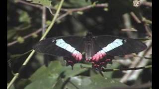 Parides ascanius Borboleta da Praia  Borboleta da Restinga o resgate de uma espécie [upl. by Stevy134]