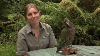 Meet the Locals Kea [upl. by Aglo]