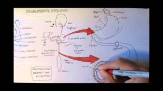 Digestive System Anatomy [upl. by Airamzul]