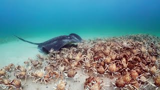 Army of Crabs Protect Spy Robot From Stingray  Spy In The Ocean  BBC Earth [upl. by Ecaj]