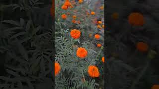 Beautiful ❣️💞flower statues with music  shortsviral shortvideo Home flower garden❣️💞😍 [upl. by Gally414]