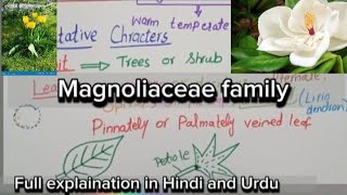 Magnoliaceae FamilyVegetative characters and floral charactersEconomic importance [upl. by Kus]