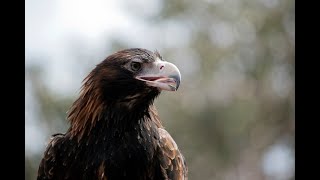 Solarpowered trackers set record straight about wedgetailed eagles [upl. by Karlise]