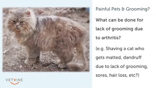 Tips for grooming a painful dog or cat [upl. by Rukna]