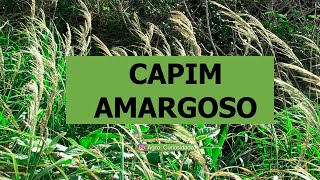 Capim Amargoso  O que é [upl. by Ynnavoeg]