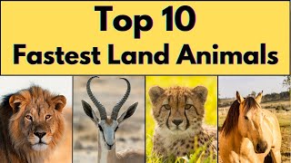 Fastest Land Animals In The World [upl. by Kristi857]