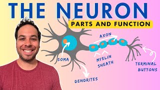 What is a Neuron Parts and Function [upl. by Attiuqehs]