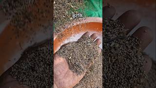 Kodo kutki harvesting threshar agriculture farming viralvideo [upl. by Filler89]