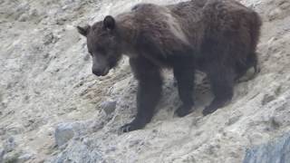 MOUNTAIN GOAT GRIZZLY BEAR ENCOUNTER IN CANADIAN ROCKIES [upl. by Mahla5]