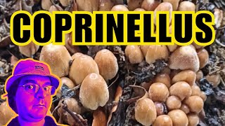 COPRINELLUS  funghetti al parco sotto la pioggia 🍄 [upl. by Salvidor]