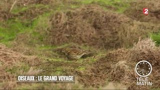 Faune  Oiseaux  le grand voyage [upl. by Nnylirret844]