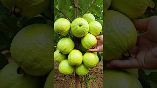 🌿Grow Guava Tree Faster with These Simple Tips guava fruittree [upl. by Adigun]