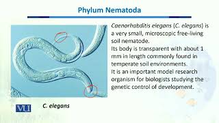 Phylum Nematoda  Biodiversity amp EvolutionII  BT201Topic040 [upl. by Mather]