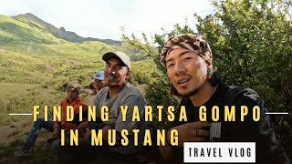 story of mustang local  finding yartsa gompo  4R6R movie  Tibetan vlogger  bir  India [upl. by Meredi]