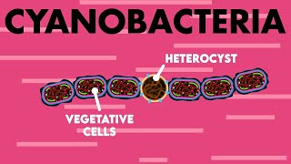 Origin Of Life and The Role of Cyanobacteria BlueGreen Algae  Evolution Class 12  NEET 2021 [upl. by Grodin]