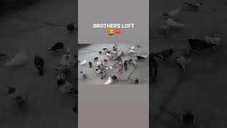 BROTHERS LOFT BAREILLY ❤️‍🔥 viralshorts pigeonlover trending shok ytshorts sher [upl. by Galang]