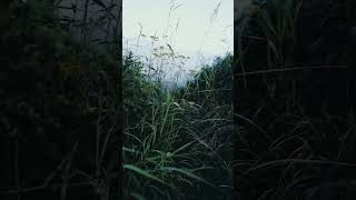 Grass Wind Sounds  Wind Blowing through Grass Nature Ambience  Wind wind windy naturesounds [upl. by Vigen]