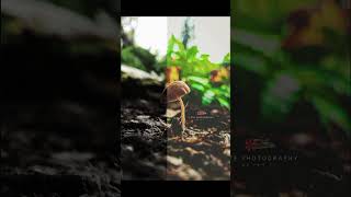 Psathyrella spadicea বা Homophron spadiceum  সাধারণত চেস্টনাট ব্রিটলস্টেম নামে পরিচিত nature [upl. by Norina]