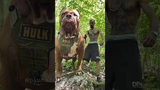 Biggest Pitbull in this World 🥵🔥  Aggressive Pitbull Hulk Huge Size Pitbull Dog 😱 shorts [upl. by Nart255]