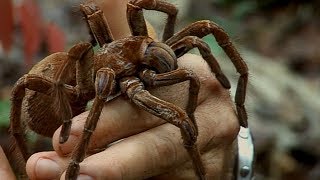 Holding a Wild Goliath Tarantula  Deadly 60  Earth Unplugged [upl. by Serica866]