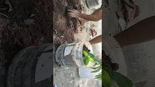 How to change plant from one pot to another pot houseplantcommunity [upl. by Devitt989]