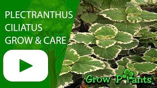 Plectranthus ciliatus  grow care amp replant mosquito [upl. by Rafter]