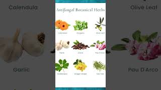 Name Of Antifungal Herbs herbalmedicine antifungalherbs antifungaltreatment [upl. by Eisoj]