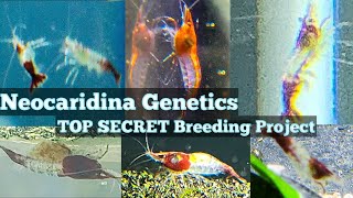 Neocaridina Shrimp Line Genetics  TOP SECRET Breeding Project [upl. by Ayihsa]