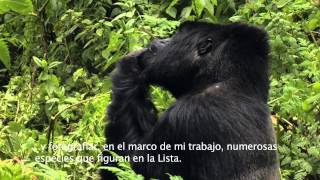 The IUCN Red List Guiding Conservation for 50 years  Spanish subtitles [upl. by Rimidalb]