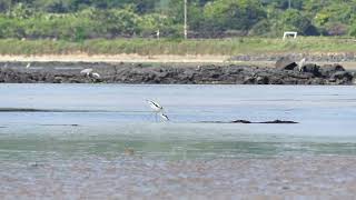 Pied Avocet  Recurvirostra avosetta  Jeju Korea 20230825 [upl. by Beaufort]