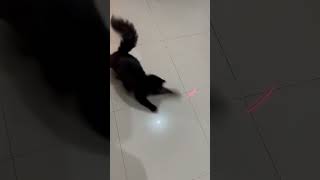 Turbo blackie fypシ゚viral cat shorts cutecat dandadan [upl. by Nylcoj]