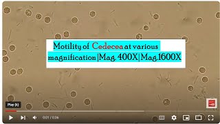 Motility of Cedecea at various magnification Mag 400X Mag1600X [upl. by Katherin779]