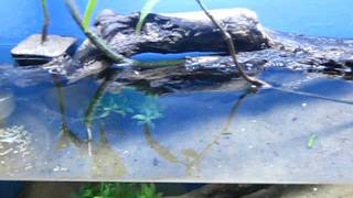 Tidal Mudflat Aquarium  mudskippers and archerfish [upl. by Haney]